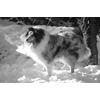 Frosty57.jpg